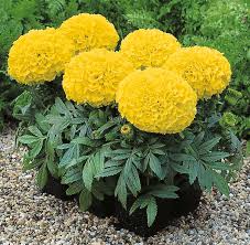 Image result for Tagetes erecta