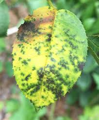 It attacks foliage, but doesn't directly imperil the tree or plant's survival. Rose Black Spot Control Walter Reeves The Georgia Gardener
