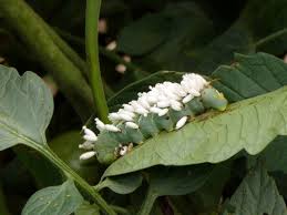 Maybe you would like to learn more about one of these? Discrepancies In Ids Hornworms Eggs Or Cocoons Tending My Garden
