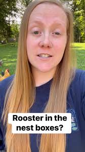 Rooster in the nest boxes? Here’s why! #backyardchickens #crazychickenlady  #chickens #chicken #poultry