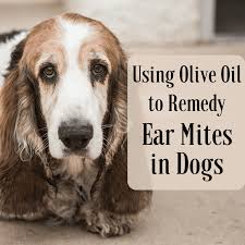 How do you keep ear mites from spreading? How To Use Olive Oil To Get Rid Of Dog Ear Mites Fast At Home Pethelpful