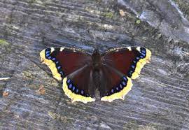 Maybe you would like to learn more about one of these? Nymphalis Antiopa Wikipedia
