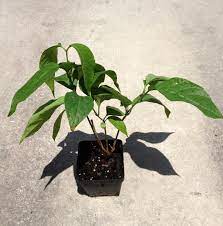 White Yage Plant World Seed Supply