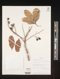 Image result for Haplocoelum inoploeum