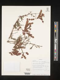 Image result for Acacia kirkii