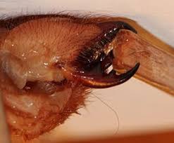 Dromedary camels, which have one hump, and bactrian camels, which have two humps. Camel Spider Bite Symptoms And Treatment Spider Bite Treatment