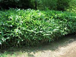 Image result for Shibataea kumasasa