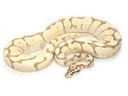 Spider Butter Desert Ghost Morph List World Of Ball Pythons Ball Python Pet Snake Ball Python Morphs