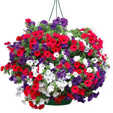 Fill your hanging flower baskets with the right plants and watch butterflies and hummingbirds flock many flowers suitable for hanging baskets are pendulous, top heavy, or creeping—characteristics. Classic Petunia Mix Hanging Basket In Gaithersburg Md Gaithersburg Florist Gift Baskets