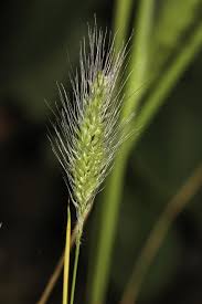 Image result for Polypogon