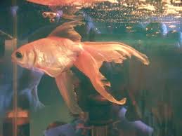 Fin and tail rot can be treated by medications containing antibiotics, such as trimethoprim, erythromycin and sulfadimidine. Fantail Goldfish With Fin Rot I Think Aquarium Advice Aquarium Forum Community