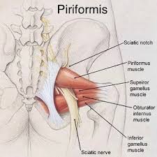 It's one of the strongest muscles in the body. My Journey Around The World Lower Back Buttock Or Leg Pain Pelvis