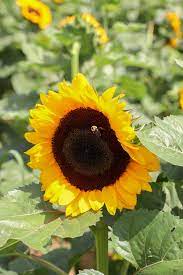 See more ideas about long island, long island ny, island. Beautiful Sunflower Fields In Long Island Ny Find Love Travel