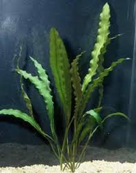 Image result for Aponogeton junceus