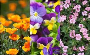 These tiny flowers are delicate but surprisingly hardy. 18 Easiest Most Beautiful Flowers Anyone Can Grow In Their Garden