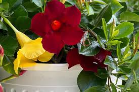 Image result for dipladenie amonea