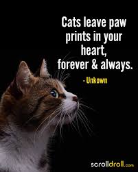 20 Cat Quotes That Perfectly Describe Our Feline Friends
