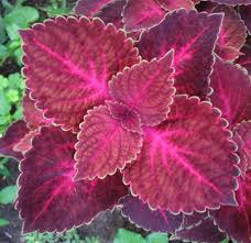 Image result for Coleus alpinus