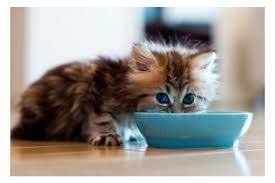 Dunyanin En Tatli Kedisi Daisy Ile Ilgili Gorsel Sonucu Cute Kittens Cok Sirin Hayvanlar Evcil Hayvanlar