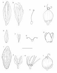 Image result for Stellaria mannii