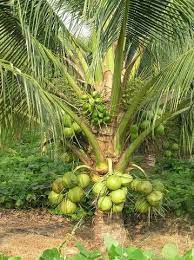 Coconut) atau juga lebih dikenali sebagai nyiur adalah tumbuhan saka, tempoh ekonomi adalah melebihi 25 tahun. Kelapa Tacunan Malaysia Online Plant Nursery