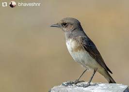 List Birds That Start With B Follow Our Team Lead For Some Fantastic Collection Of Wildlife Images Visit Us At Www Wild India In Repost Bhave In 2020 Animals Images Wildlife Photography Animals