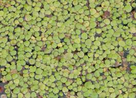 Image result for Spirodela