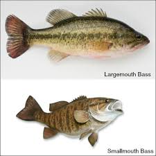 A Tale Of Two Basses Large And Smallmouth Georgian Bay