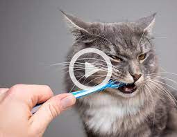 Check spelling or type a new query. How To Brush My Cat S Teeth My Happy Pets