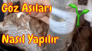 Goz Asisinin Tum Cesitleri Tek Videoda Zeytin Uygulamasi Youtube