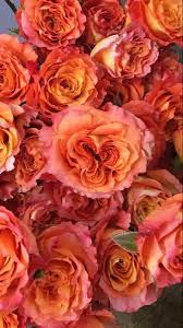 We're happy you have chosen chamblee's rose nursery! Free Spirit Rose Free Spirit Rose Orange Roses Buy Flowers Online
