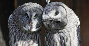 E já há vídeo de lançamento para verem. Especies De Corujas Raras E As Mais Comuns Animais Cultura Mix