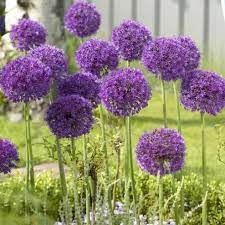 A Beginner S Guide To Alliums Angie The Freckled Rose Purple Flowering Plants Bulb Flowers Perennial Bulbs