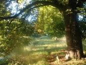 Image result for všeobjímající láska