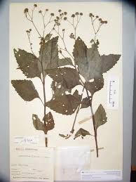 Image result for Adenostemma viscosum