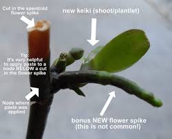 Image result for orchid cuttings
