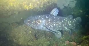 There exists two known latimeria species today: Rare Find Coelacanth Filmed Off South Africa S Eastern Coastline Discoveries Earth Touch News