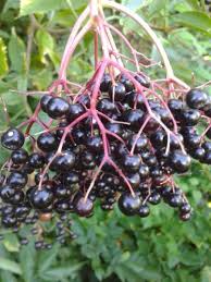 Confiture De Baies De Sureau Noir Baie De Sureau Confiture Confiture De Sureau