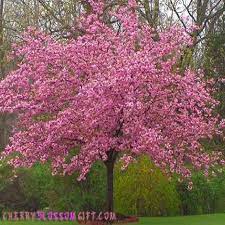 Image Result For Zone 2 Cherry Trees Flowering Cherry Tree Trees To Plant Garden Trees