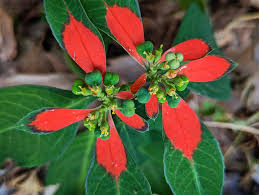 Image result for Euphorbia citrina