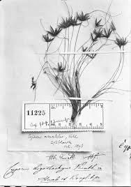 Image result for Cyperus amabilis