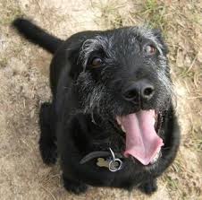 Lab terrier mix black and white. Close Up View From The Top Looking Down A Wiry Looking Black With White Lab Aire Is Sitting In Dirt And Looki Terrier Mix Breeds Hybrid Dogs Airedale Terrier