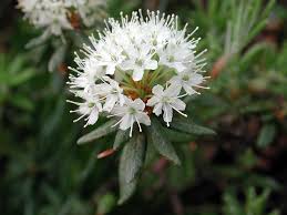 Image result for Rhynchosia galpinii