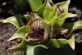 Image result for Satyrium sceptrum