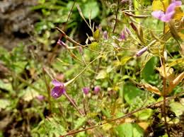 Image result for Canscora diffusa
