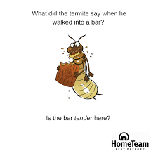 Bugjoke With Images Termite Season Termites Termite Problem