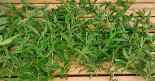 Image result for Aloysia