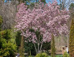 Image result for magnolia soulangeana