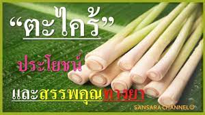 ตะไคร ประโยชน และสรรพค ณทางยา ตะไคร