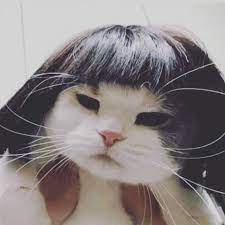 Kitty Cat Cats Kittens Kitten Cutecat Whitecat Funnycat Sillycat Lovecats Bestcats Cute Cats Cute Baby Cats Cute Animals
